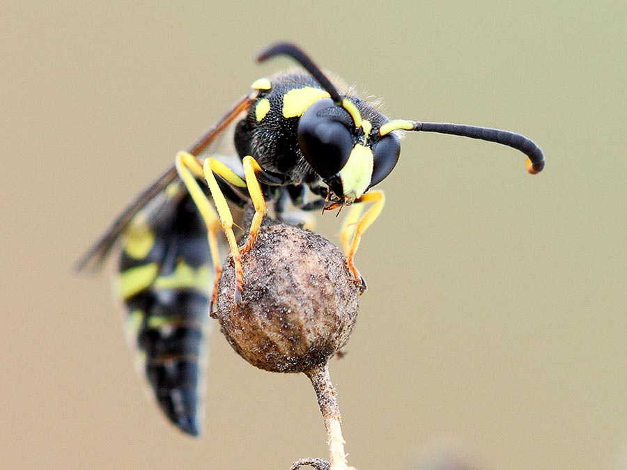 Eumenes sp. da ID